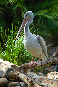 圣地亚哥动物园的Pelican飞行野生动物生物荒野小动物栖息地鸟类航班图片