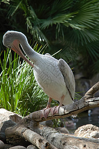 圣地亚哥动物园的Pelican荒野航班生物小动物野生动物鸟类飞行栖息地图片