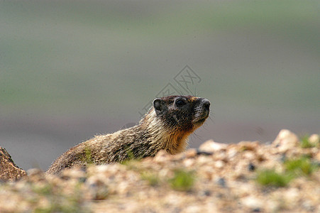 Gopher 地密码栖息地荒野地鼠生物野生动物小动物哺乳动物图片