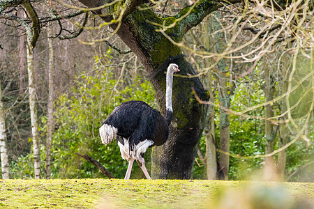动物园的Ostrich鸵鸟图片
