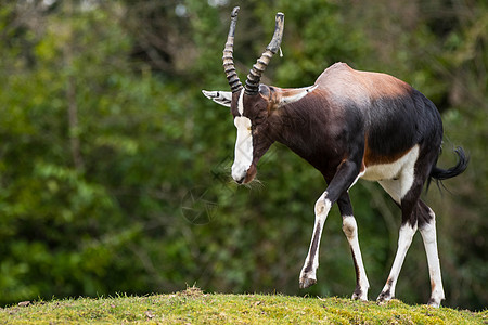 Bontebok 动物园的星座羚羊栖息地动物背景图片