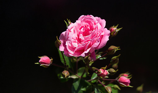 黑色背景的美丽玫瑰花玫瑰花瓣白色花园植物礼物绿色叶子图片