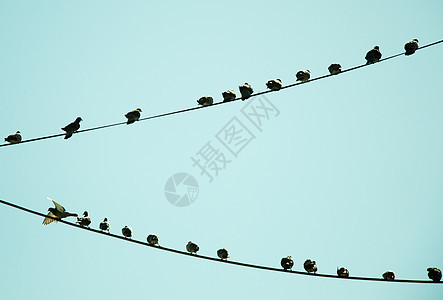 鸽子在铁丝上缠着野生动物城市灰色荒野金属天空白色岩石翅膀羽毛图片