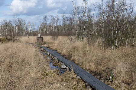 Winterswijk的Wooldse 葡萄植物堤坝桦木远足跨境泥炭国家公园沼泽边界图片