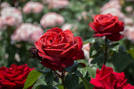 花园里花朵多彩的玫瑰白色绿色红色礼物墙纸植物群花瓣叶子植物图片