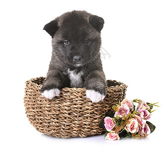 美洲小狗篮子宠物工作室动物黑色棕色背景图片