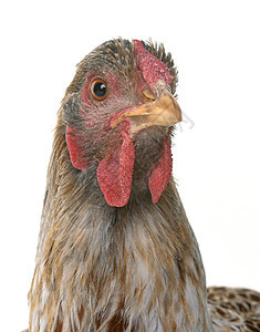 包带维扬多特鸡成人家禽工作室农场农业公鸡家畜动物图片