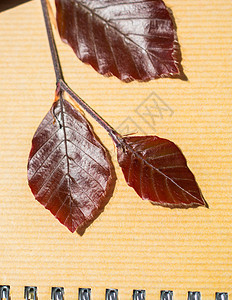 笔记本页上的树叶绿色植物群植物学植物环境笔记本叶子花园季节棕色背景图片