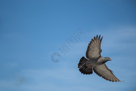 单鸽子空中飞翔动物荒野飞行岩石灰色照片城市羽毛翅膀自由图片