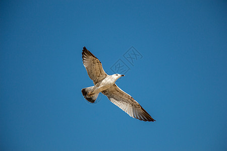 单海鸥在蓝蓝空中飞翔飞行羽毛翅膀动物航班鸟类天空蓝色野生动物照片图片