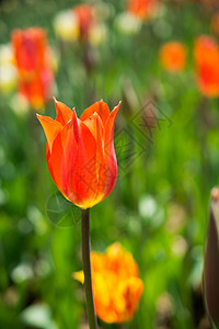 春季的单郁金香花场地花瓣园艺花朵花园植物季节植物群美丽叶子图片