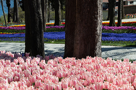 花园里花朵多彩的郁金香园艺场地美丽花瓣叶子植物群植物季节图片