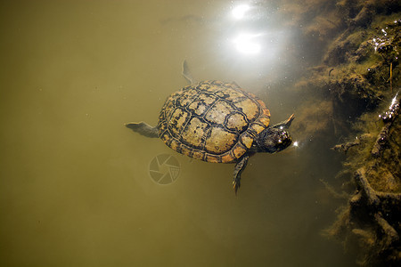 孤独的海龟在湖中游泳水面爬虫野生动物栖息地爬行动物池塘生物公园乌龟图片
