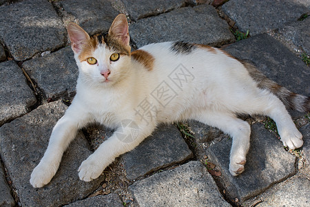 街上看到野猫在街上动物眼睛划痕小猫背景宠物食肉猫咪食物哺乳动物图片