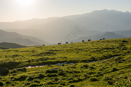 火绒草高地牛群在草原上放牧哺乳动物农场农田牛肉草地奶牛家畜绿色奶制品动物背景