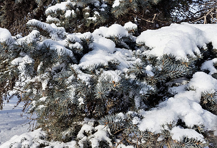 太阳尼冬天清晨 风枝上闪亮的雪条件季节树枝寒冷小枝绿色白色分支机构宏观低温图片