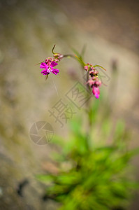 草和粉花植物蓝色叶子花束阳光草地生长药品虎杖美丽图片