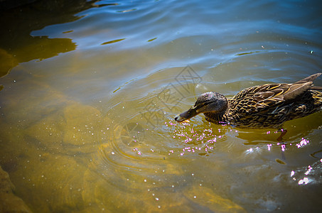 一只野鸭在河里游泳池塘男性盆地动物女性海浪翅膀蓝色支撑身体图片