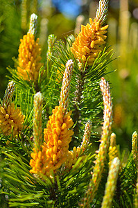 春天时 鲜花在松林中开花植物群云杉木头公园植物生态森林枝条针叶树针叶图片