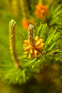 春天时 鲜花在松林中开花公园针叶季节荒野植物群森林医学生长生物木头图片