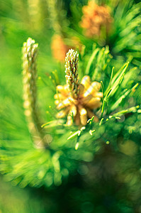 春天时 鲜花在松林中开花针叶树荒野季节木头公园植物医学生长蜡烛枝条图片