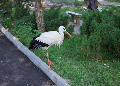 在动物园的路上 有黑翅膀的白鹤站立在路边图片
