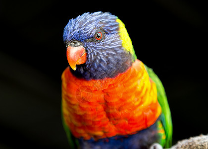 彩虹洛丽凯特羽毛热带公园动物园眼睛黄色绿色动物宠物红色图片