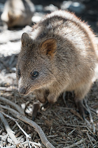 澳大利亚野生生物组织野生动物袋鼠物种旅行主题假期动物猿科濒危栖息地图片