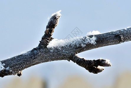 苹果树枝上布满雪和冻结宏的芽叶子季节天气木头宏观枝条植物花园树木水果图片