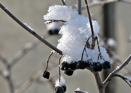 白灰的果实 附在满雪的树枝上图片