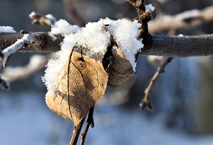苹果树的干叶被积雪和冻结的宏覆盖叶子宏观树叶植物天气水果树木花园枝条木头图片