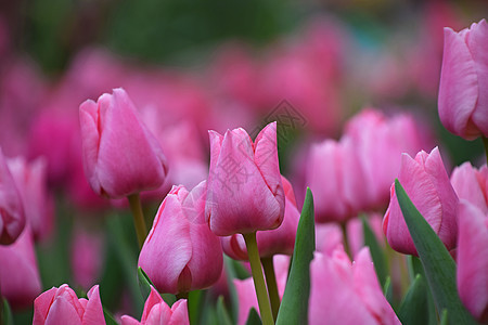 含有绿叶的粉红郁金花花朵纽扣树叶绿色植物紫色植物场地生长植物学绿色图片