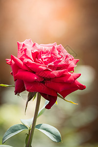 花园里的玫瑰花花瓣日光粉色植物群树叶玫瑰绿色情人图片