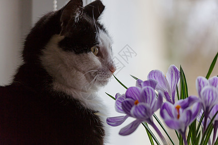 猫和鲜花黄色猫咪花朵虎斑季节橙子红色宠物绿色玫瑰图片