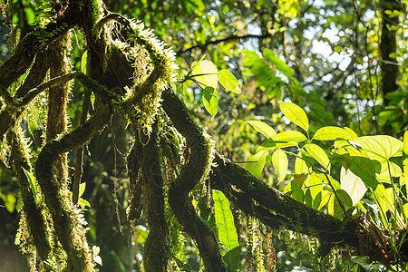 丛林娱乐山脉植被绿色树干热带环境森林村庄薄雾图片