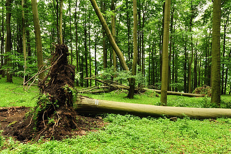 在草丛中风暴绿色场景荒野树干公园森林损害林地植物图片