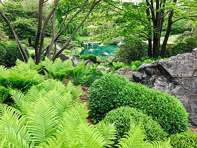 美丽的绿色新花园和绿绿绿池塘图片