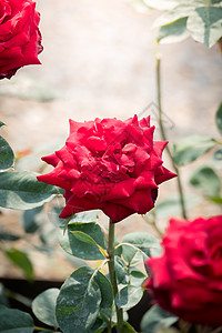 花园里的玫瑰花绿色日光粉色情人玫瑰花瓣树叶植物群图片
