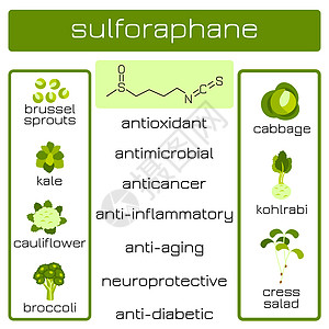 信息图表 萝卜硫素有机化合物生物癌症水芹排毒生活方式抗菌剂糖尿病预防抗癌原子图片