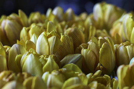 黄色郁金香花束的特写 看起来可以生长在田野或草原上场地季节性植物学花朵花园绿色季节植物群灯泡花瓣图片