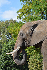 非洲大象的侧侧图近距离肖像獠牙树木动物动物园绿色树干荒野灰色野生动物耳朵图片