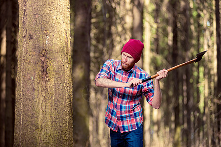 以斧头砍树入林中的伐木工为主图片