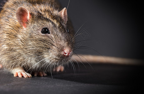 动物灰鼠近身毛皮害虫老鼠工作室耳朵宠物哺乳动物头发晶须鼻子图片