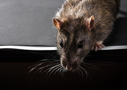 动物灰鼠近身害虫晶须耳朵尾巴毛皮爪子老鼠灰色哺乳动物头发图片