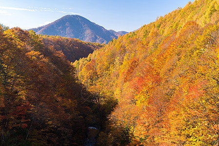 中津川福岛秋天绿色季节流动溪流旅游游客叶子旅行森林黄色图片