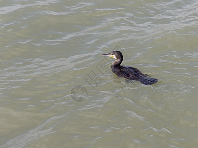 在葡萄牙拉各斯港口港口入口游泳的Cormorant鸟类野生动物动物波浪涟漪化合物棕色黄色荒野黑色图片