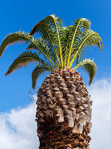 葡萄牙拉各斯棕榈树种植热带情调棕榈叶子植物植物学蓝色晴天植物群阔叶图片