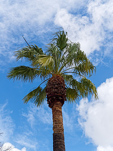 葡萄牙塔维拉棕榈树种植热带天空棕榈叶子绿色植物群植物树干蓝色晴天图片