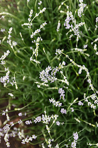 草地 有不同颜色的野生花朵紫色自然园艺生长农场香味香水芳香季节疗法图片