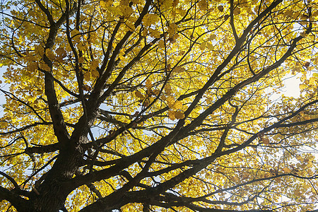 秋季树上的多彩叶底部视图 G金子树干叶子公园树叶蓝色植物树木晴天森林图片